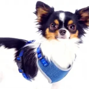 Reducere Ham Pentru Caini De Talie Mica Cu Elemente Reflectorizante, Confortabil, Marime Xxs, Culoare Albastru, Anione Germany