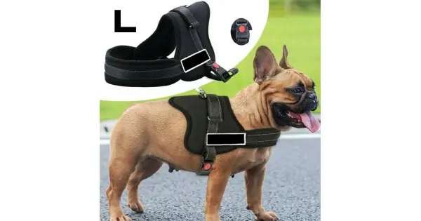Ofertă de sezon Ham Pentru Caini Senior Dog L (70 - 90Cm)