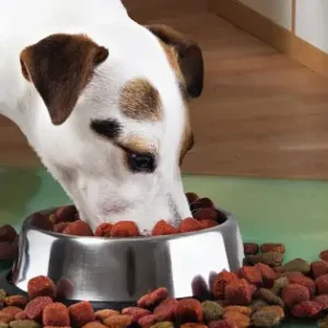Ieftin Castron Metalic Pentru Hranire Animale De Companie - 29Cm