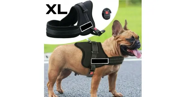 Ham Pentru Caini Senior Dog Xl (80 - 110Cm) Livrare gratuită