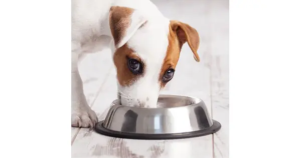 Comandă acum Castron Metalic Pentru Hranire Animale De Companie - 15Cm